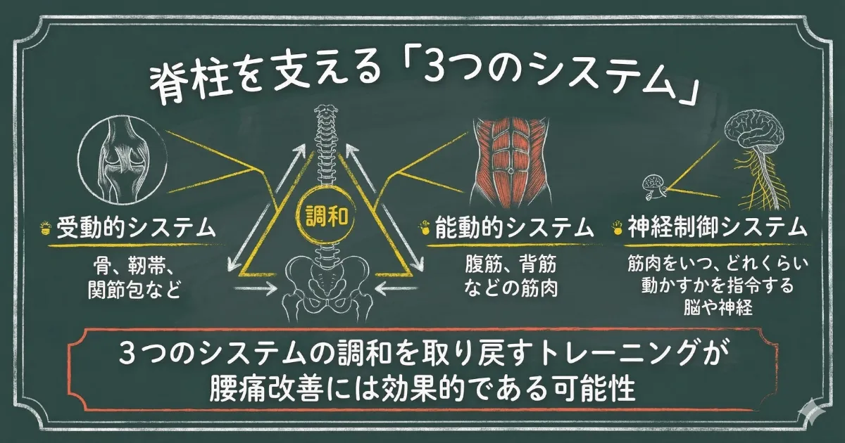 脊柱を支える「3つのシステム」